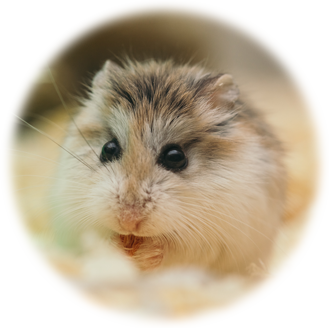 極小動物(ハムスター)