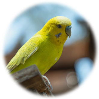 極小動物(インコ)